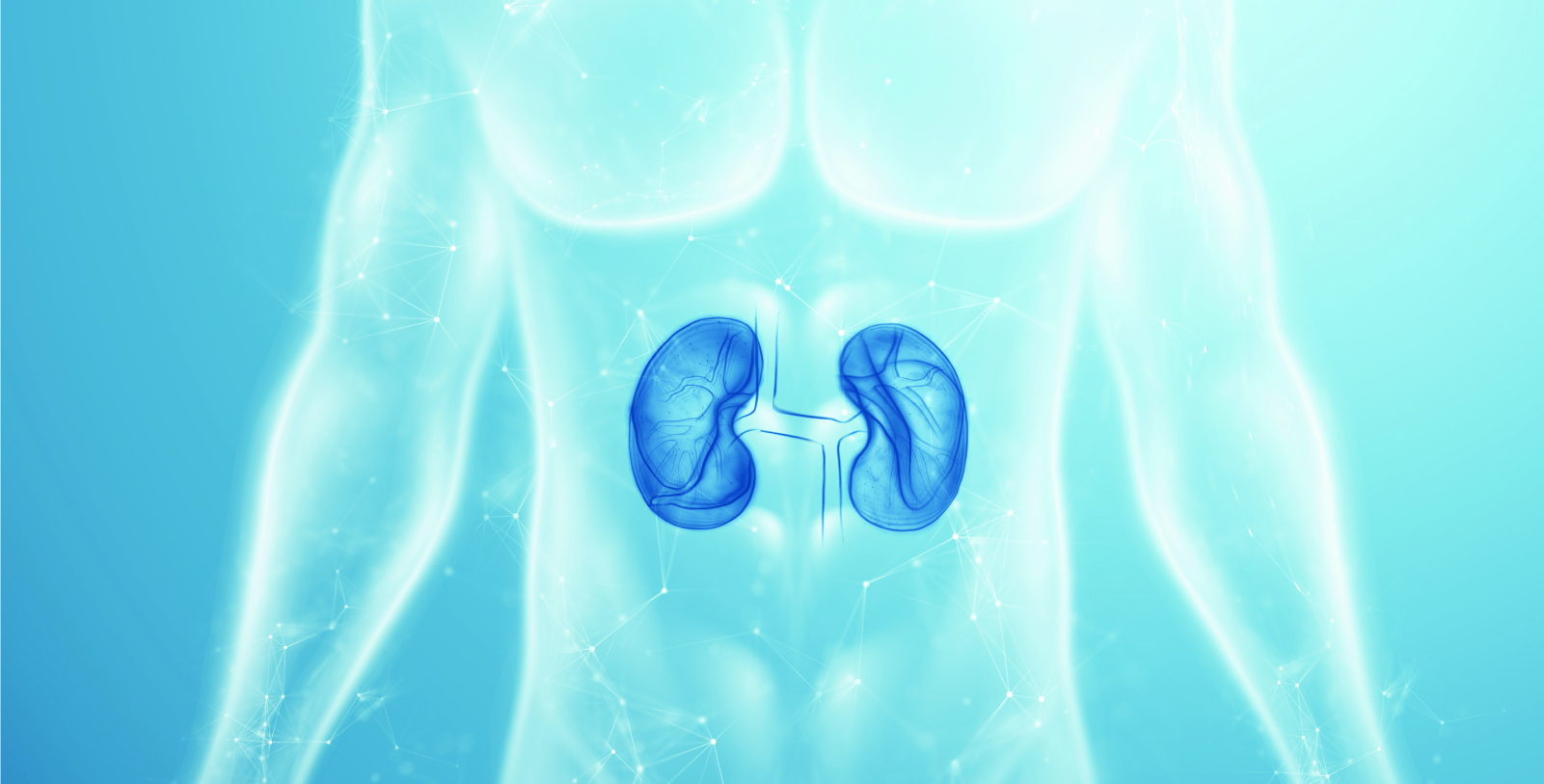 kidney