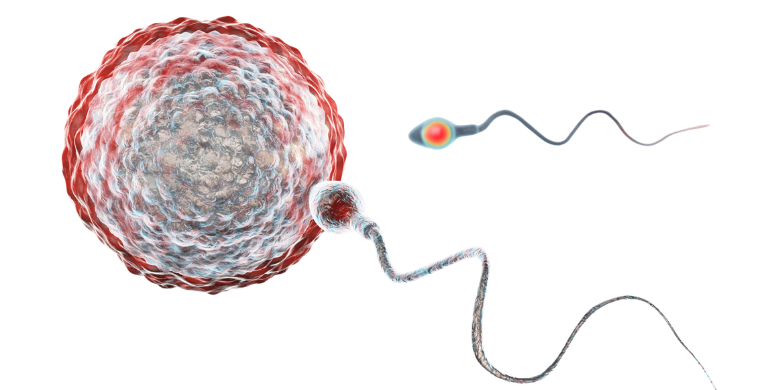 IVF (In Vitro Fertilisation): Everything you need to know.